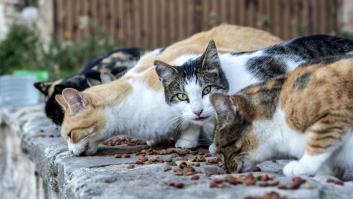 La psicología felina descubre qué significa cuando tu gato te sigue a todas partes