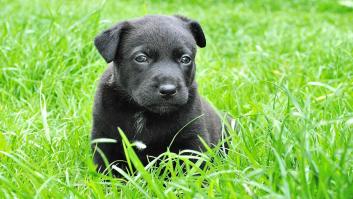 Cómo entender a mi cachorro: 3 consejos que te ayudarán