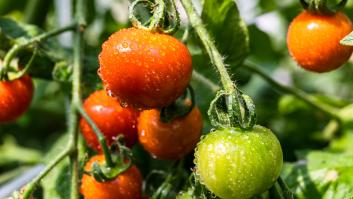 El pueblito de Extremadura considerado la capital europea del tomate que te da la bienvenida con uno gigante pinchado en un palo