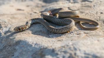 Esta es la serpiente con la que puedes topar este verano en el campo y jardines de España y piden mantener la calma