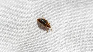 La plaga de chinches ha vuelto: tres productos para acabar con ellas