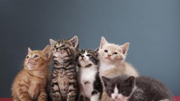 Deja su vestido al alcance de su gato y al día siguiente decide quemarlo al descubrir sus nuevos 'okupas'