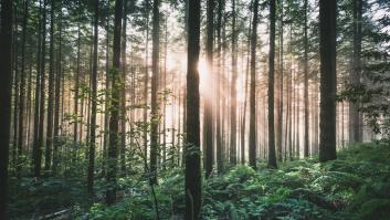 Hasta los ecologistas animan talar cuanto antes estos árboles que representan un gran peligro para el ecosistema