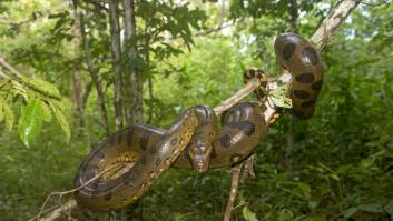 Un ecologista acepta dejarse comer por la serpiente más grande del mundo y paran el reto en directo: "Mi cara, necesito ayuda"