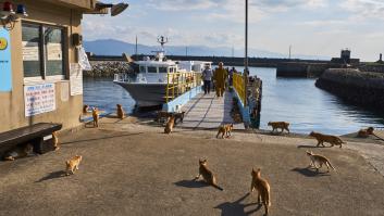 Una remota isla de 1 kilómetro habitada por 4 personas que tienen que alimentar a cerca de 100 gatos