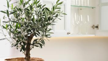 El árbol ideal para jardines pequeños que crece lento y su fruto es considerado el gran superalimento