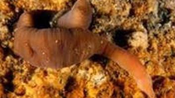 Se adentran en la costa más investigada de España sin esperar novedades y tropiezan con el nuevo 'gusano acordeón'