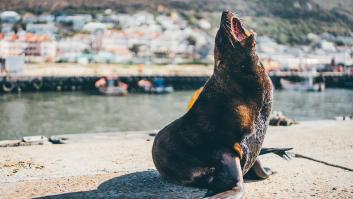 La ciencia busca una explicación a la extraña criatura marina avistada a 50 kilómetros de la costa