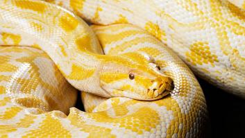 Una rara serpiente albina escapa de su cautiverio y tarda poco y nada en adueñarse de la ciudad