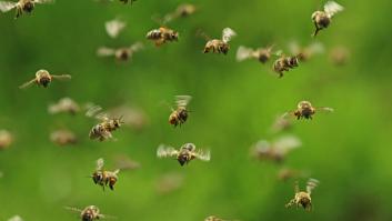 Los mossos paran a un conductor por no llevar el cinturón de seguridad, le hacen el control de alcoholemia y el apicultor decide soltar a sus abejas para que ataquen