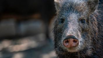 Un albañil va a trabajar en la reforma de una casa y se encuentra con el peligroso animal durmiendo plácidamente