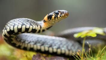 Encuentra lo que cree que es una aterradora serpiente venenosa y los naturalistas salen a aportar tranquilidad