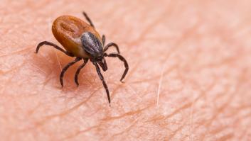 Las personas con este tipo de sangre atraen a las garrapatas y les aconsejan alejarse de bosques y prados este verano