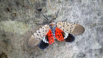 Parece una fascinante mariposa pero es un parásito peligroso y su llegada a España es cuestión de tiempo