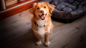 Adiós a los perros de siempre: los científicos avisan de una evolución y dicen que hay que ponerse las pilas