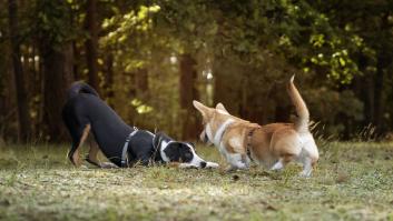 Un refugio de animales lanza una invitación a los voluntarios y la lían con razón al incluir esto en su menú