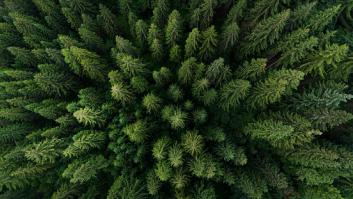 Rusia convierte a este bosque en el más bombardeado de la Tierra en un momento y el gran despliegue no le sirve de nada