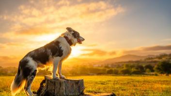 Aparece una docena de perros pastores en los Pirineos y desbaratan el plan del senderista hasta el último detalle