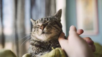 La Policía Nacional pide extremar la precaución ante la proliferación de la 'estafa del gato'