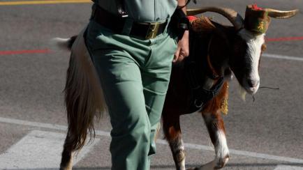 La cabra de la Legión en el desfile del 12 de octubre de 2021.