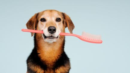 Dog posing with a extra large toothbrush.