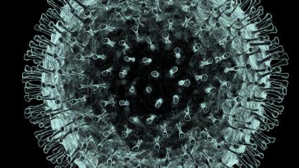 Human coronavirus. Computer artwork of a Human coronavirus particle. Coronaviruses primarily infect the upper respiratory and gastrointestinal tract and can cause the common cold, gastrointestinal infections and SARS (severe acute respiratory sy...