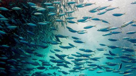 The sardine run in Moalboal is a unique experience that brings tourists from around the world. Travelers can snorkel or scuba dive with giant a school of fish just off the shore.