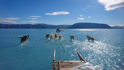Sled dogs wade through standing water on the sea ice during an expedition in northwestern Greenland, whose ice sheet may have completely melted within the next millennium if greenhouse gas emissions continue at their current rate, a study has fo...