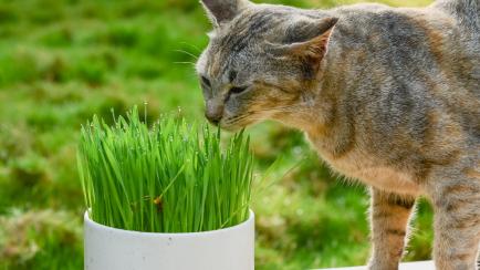 Green wheat on the white pot and a Cat eating a wheat of selective focused.