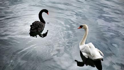 Black and white swans.