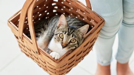Niña de pie cargando a un gato dentro de una cesta.