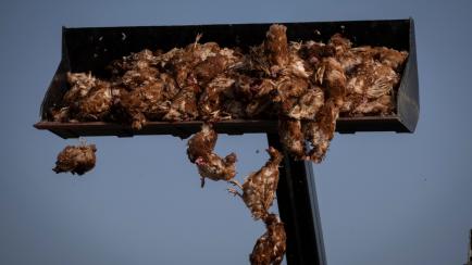 Una pala mueve los cuerpos de las aves en Íscar, Valladolid. 