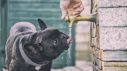 Bulldog francés bebiendo agua en una fuente.