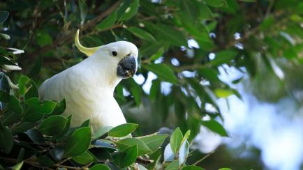 Una cacatúa en un árbol de Australia.
