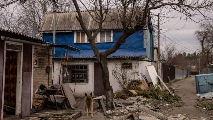 Un perro, entre los destrozos de una casa en Bucha (Ucrania), el 6 de abril.