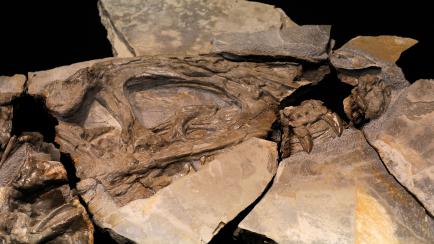 Fósiles de dinosaurio hallados en el yacimiento de Las Hoyas en una imagen de archivo.