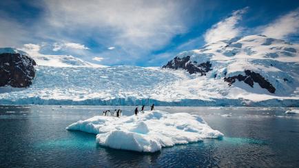 Penguins relax on a small iceberg, Antarctica