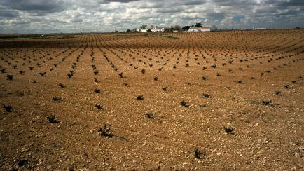 Foto de archivo de plantaciones de viñedos en Valdepeñas, Ciudad Real.