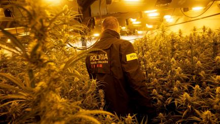 Un mosso revisa cultivos ilegales de cannabis en Martorell (Barcelona), en octubre de 2020.