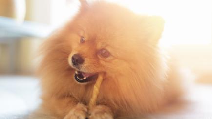 A cute and happy, brown fluffy Pomerain dog chewing on an animal hide chew stick treat.