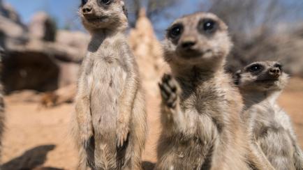 TURIN, ITALY - MARCH 21: Meerkats on the zoo during coronavirus pandemic on March 21, 2020 in Turin, Italy. During the emergency of COVID-19 the zoo is closed but Zoo Keepers and veterinaries go on taking care of animals and the Italian governme...