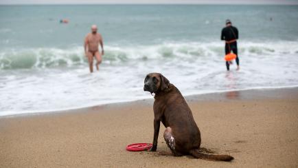 Un perro en la playa de Barcelona en una imagen de archivo.