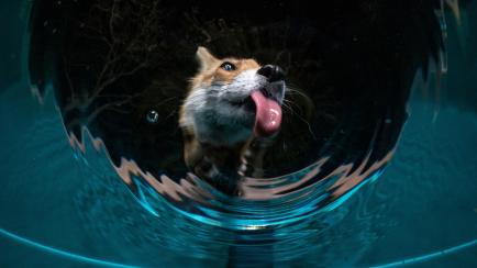 Fotografía 'Fox drinking from the pool', de Milan Radisics, ganadora en la categoría Naturaleza desde casa.