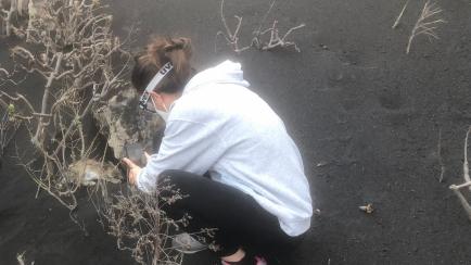 Imagen de un conejo en una madriguera taponada por la ceniza del volcán de La Palma.