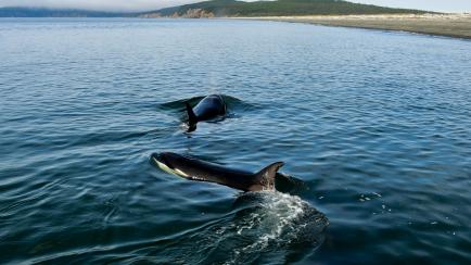 Varias orcas en el mar de Ojotsk (Rusia), en agosto de 2021.  