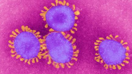 Imagen del virus del coronavirus