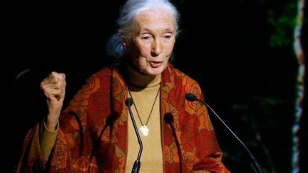 Jane Goodall, primatóloga y Premio Príncipe de Asturias en 2003.