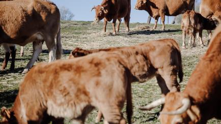 Rebaño de vacas en Madrid.