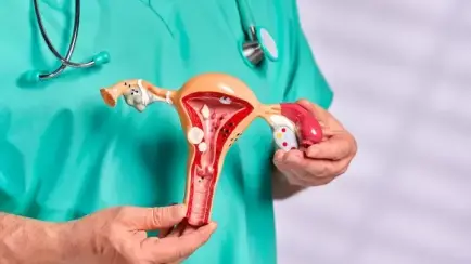 Un modelo del aparato reproductor femenino.
