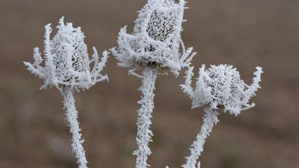 Vegetación cubierta de hielo en Soria